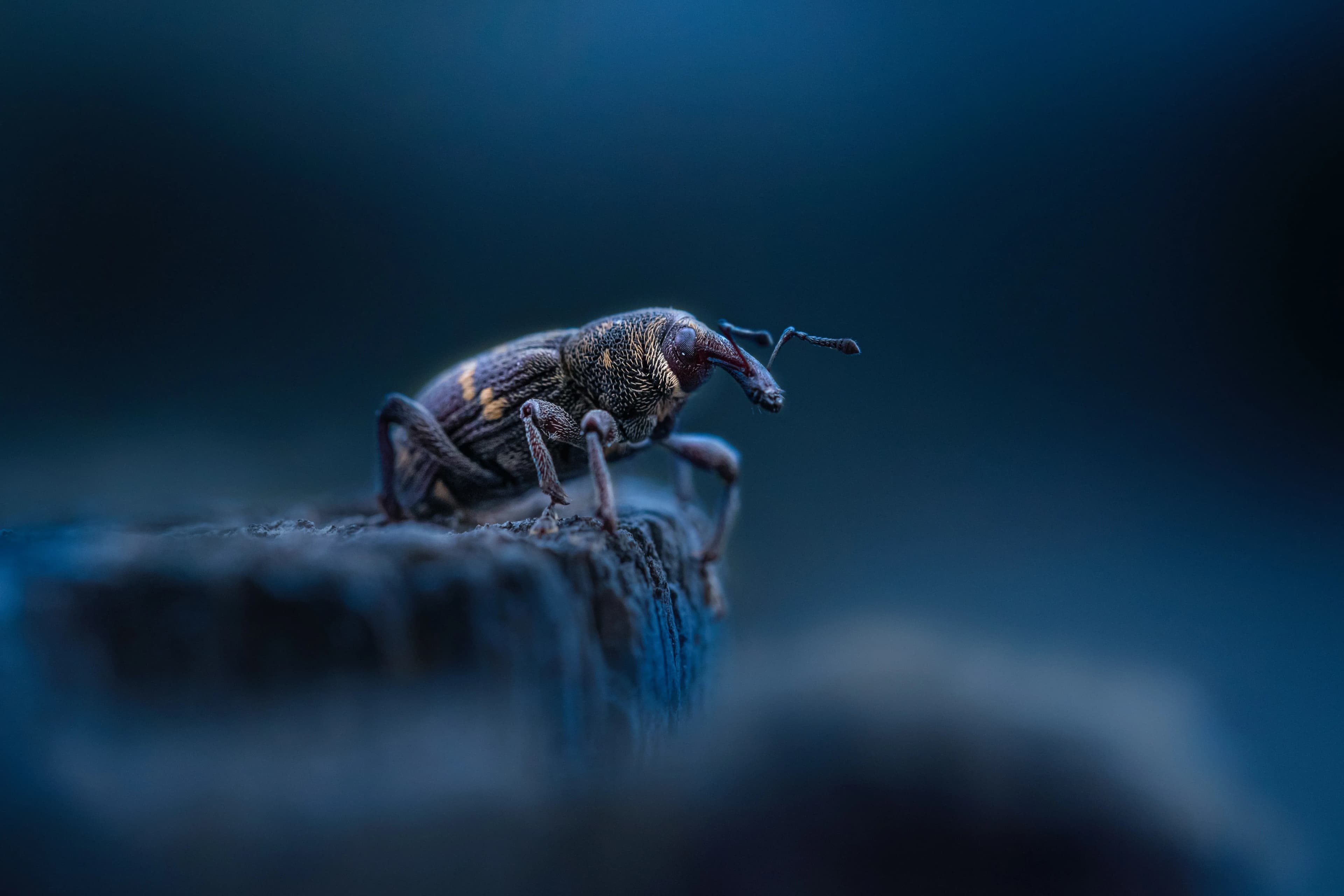 Image rezension-zu-frank-kafka-die-verwandlung