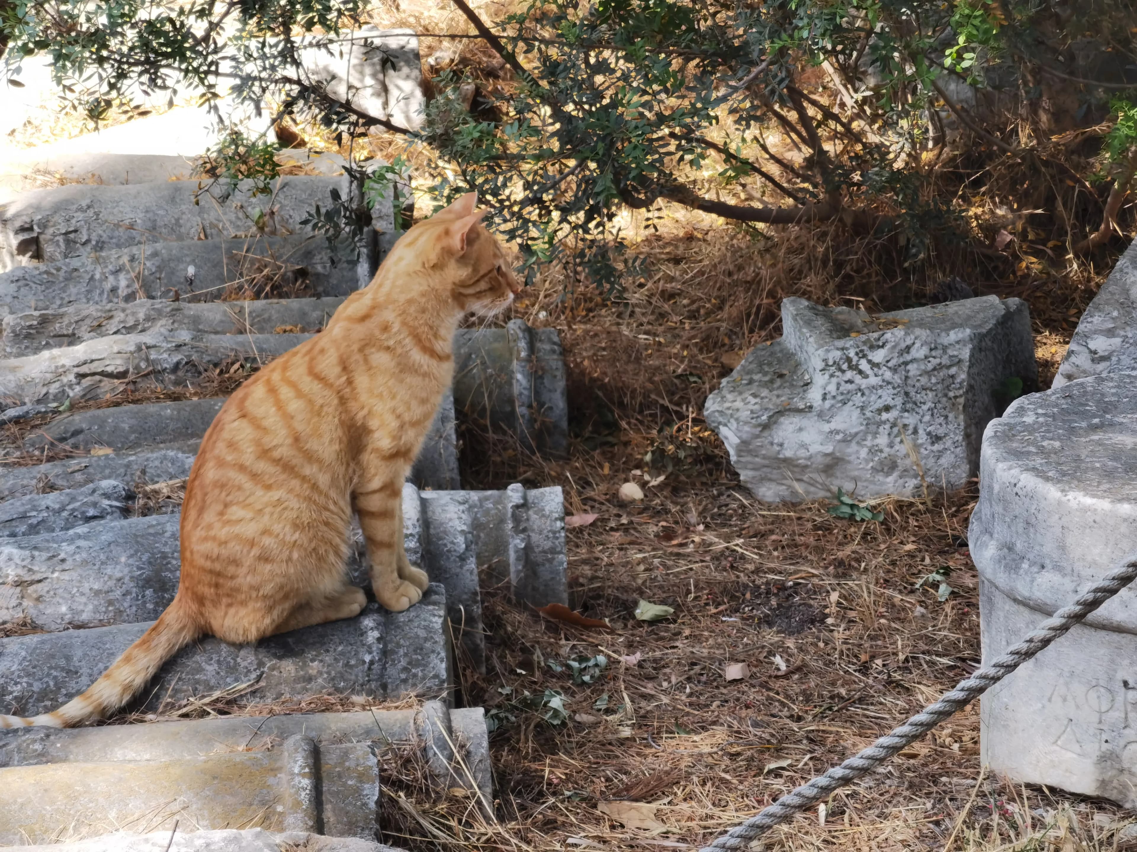 Image rezension-zu-sophokles-odipus-auf-kolonos