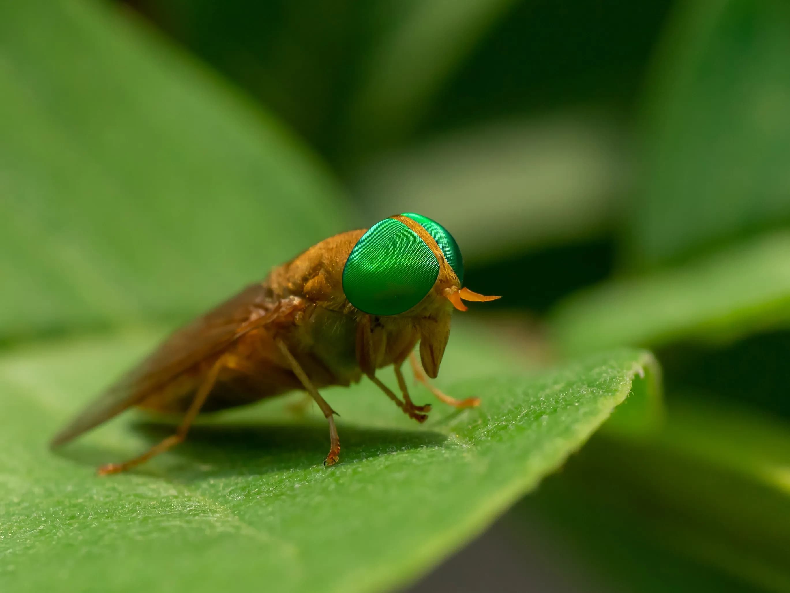 Image rezension-zu-ferdinand-schmalz-der-tempelherr